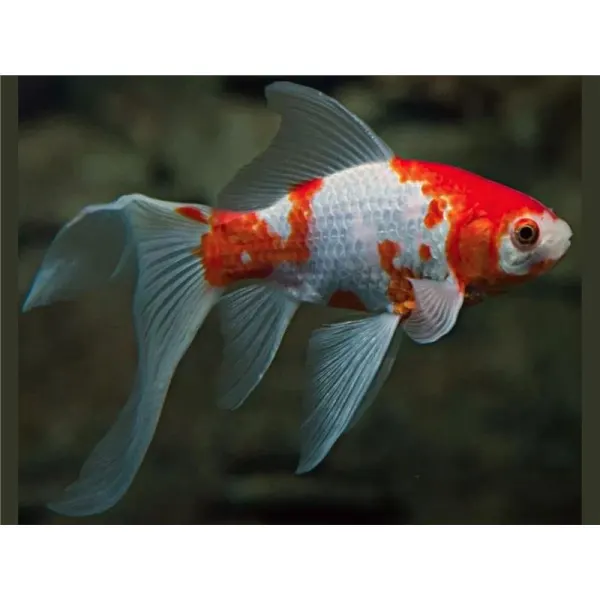 Carassius auratus long fin red + white butterfly