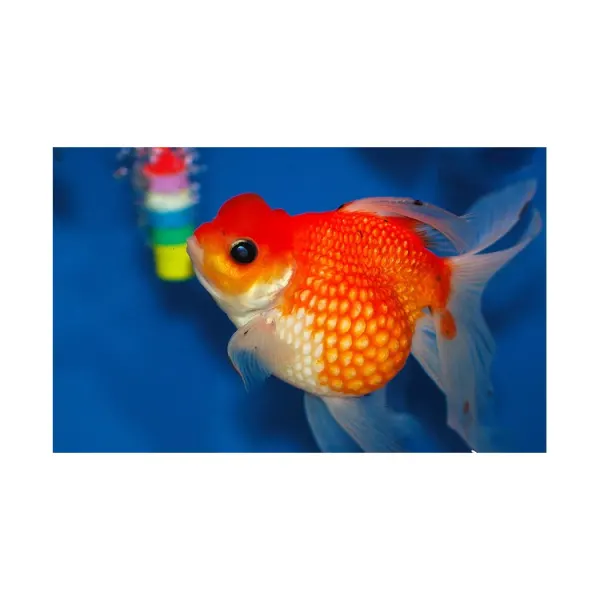 Carassius auratus long fin red-white pearlscale