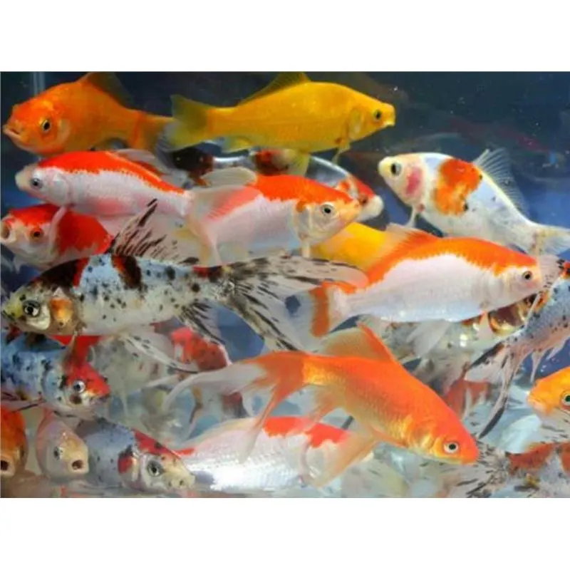 Carassius auratus mix