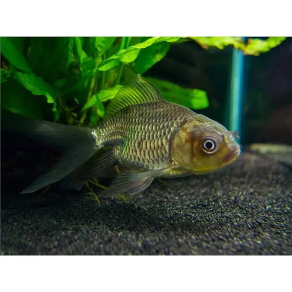 Carassius auratus oranda green