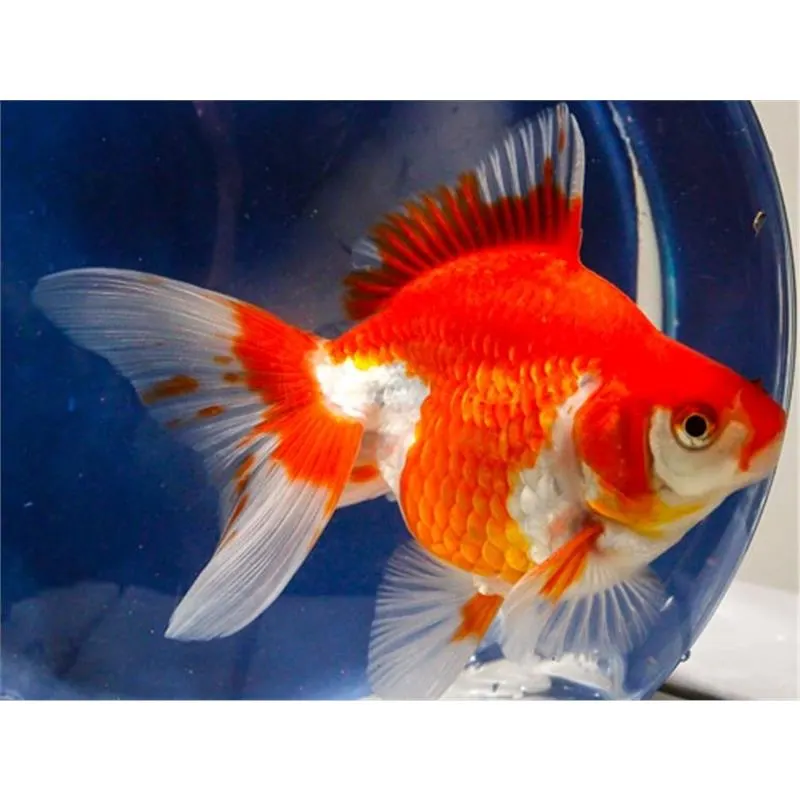 Carassius auratus red white