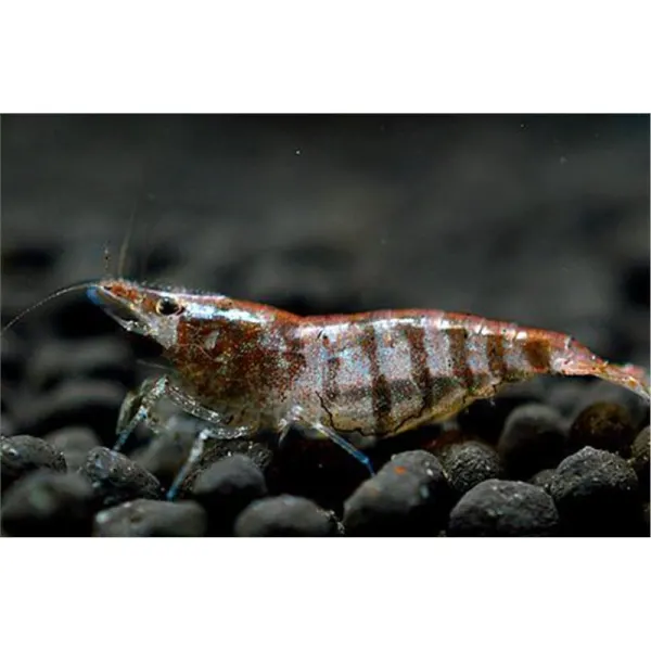 Caridina  babaulti stripes