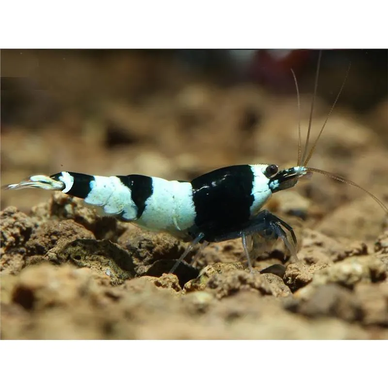 Caridina bee panda Taiwan