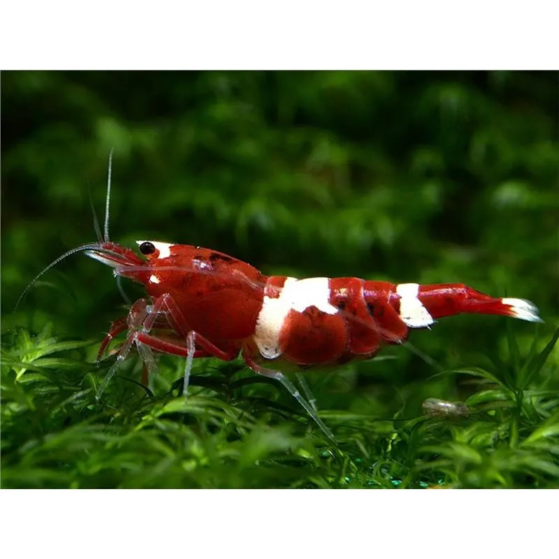 Caridina sp. bee wine red Taiwan
