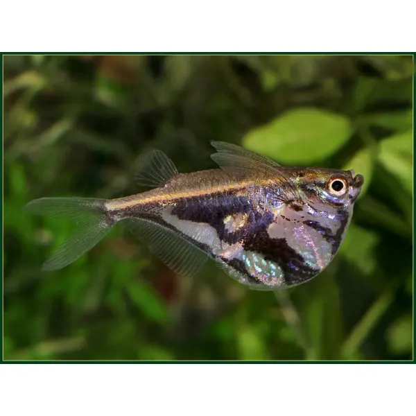 Carnegiella Strigata
