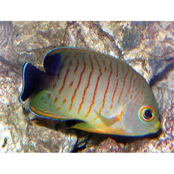 Centropyge eibli