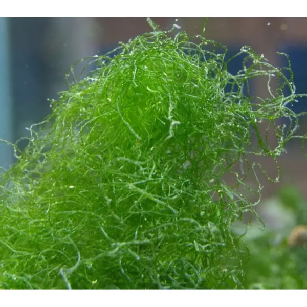 Chaetomorpha spiralis (Curly Chaeto)