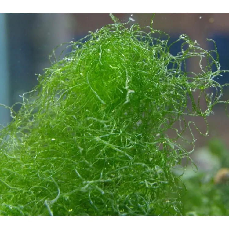 Chaetomorpha spiralis (Curly Chaeto)