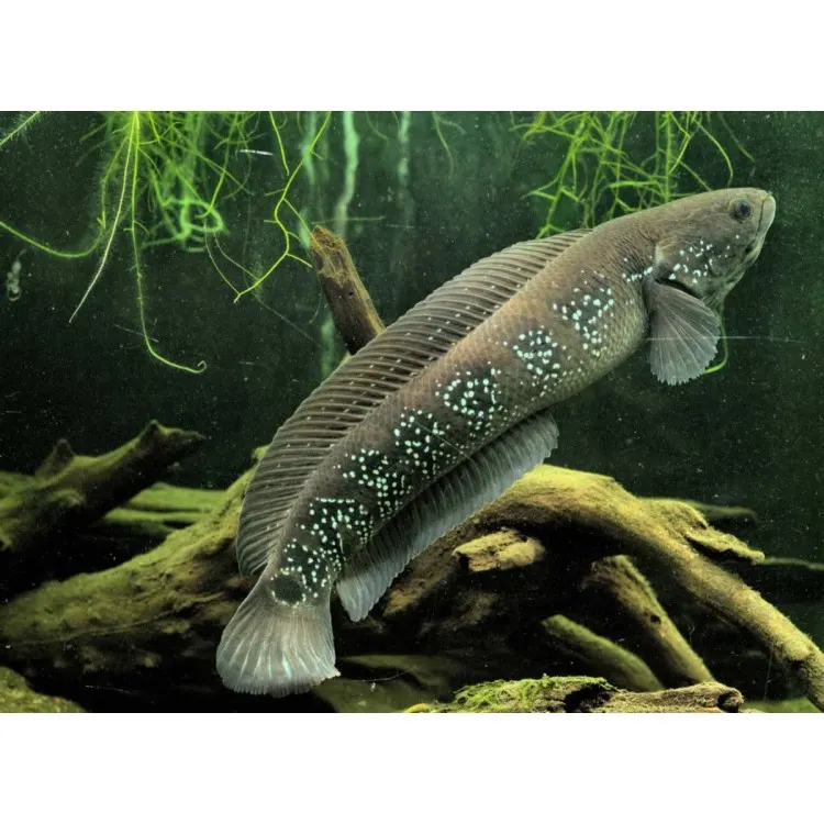 Channa asiatica 'Chinese Snakehead'