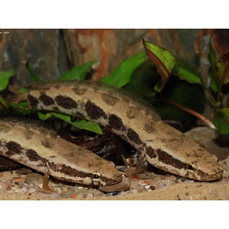 Channa obscurus