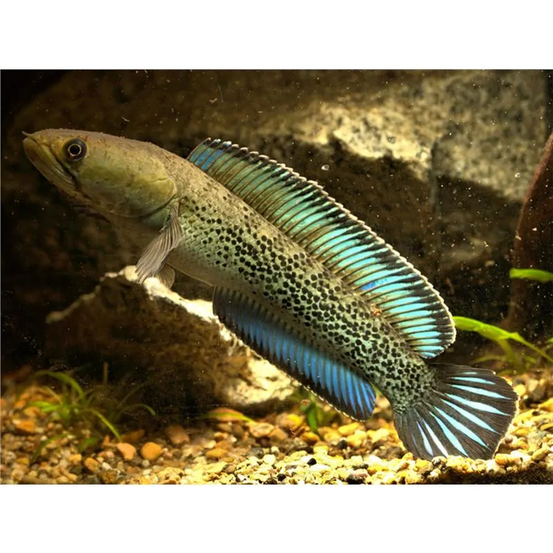 Channa stewarti