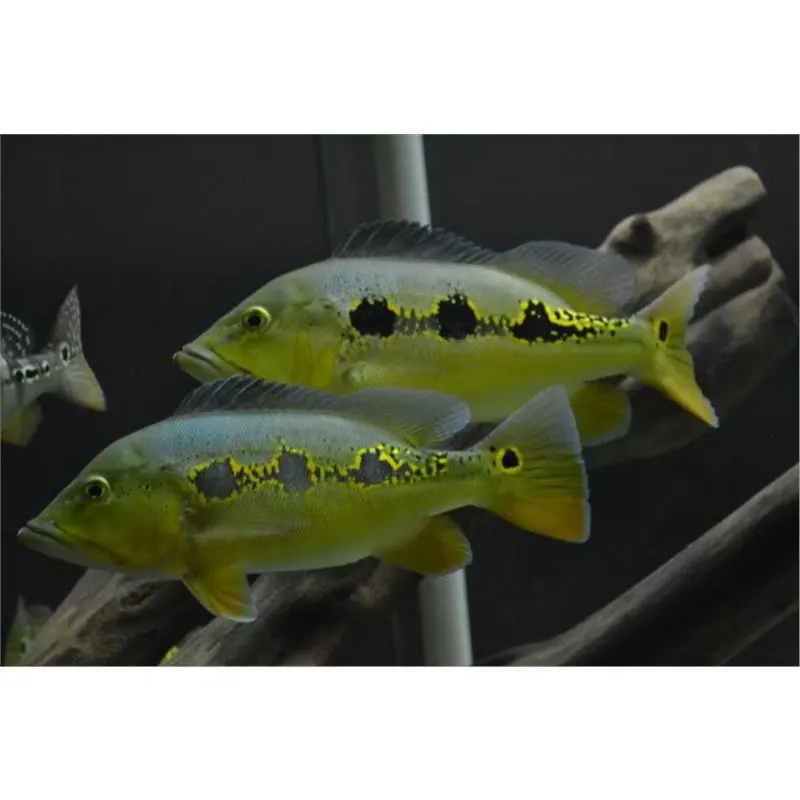 Cichla orinocensis