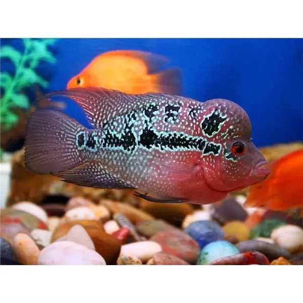 Cichlasoma Flowerhorn