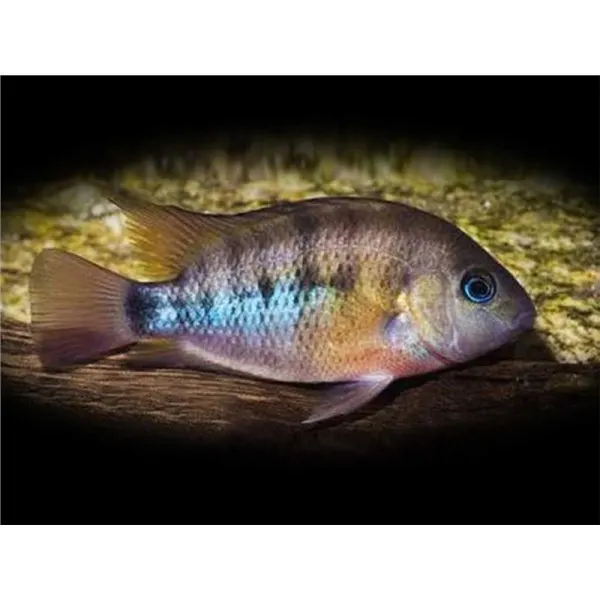 Cichlasoma /Hemichromis/cuterri