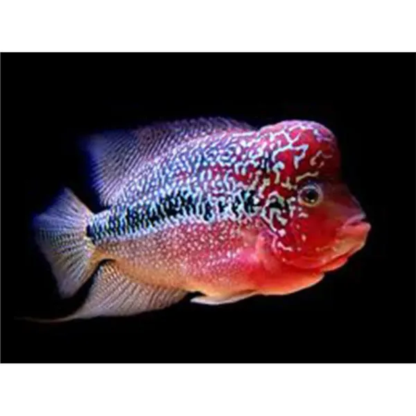 Cichlasoma sp. king kamfa