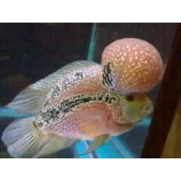 Cichlasoma sp.king kamfa