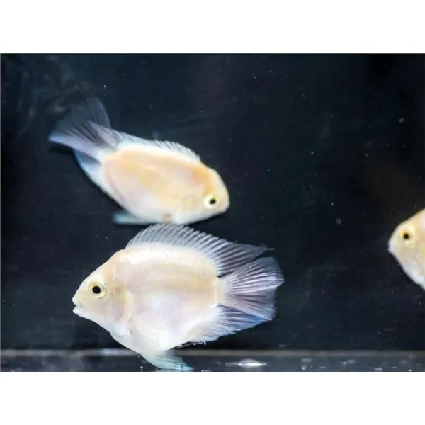Cichlida papagal hybrid platinum