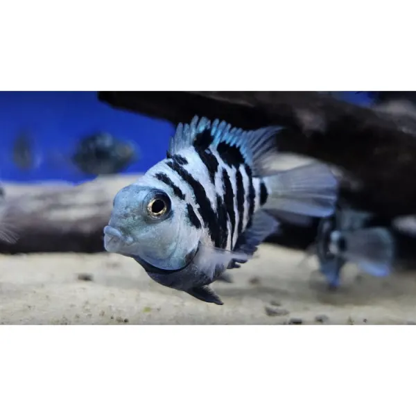 Ciclida papagal Cichlasoma hybrid blue parrot