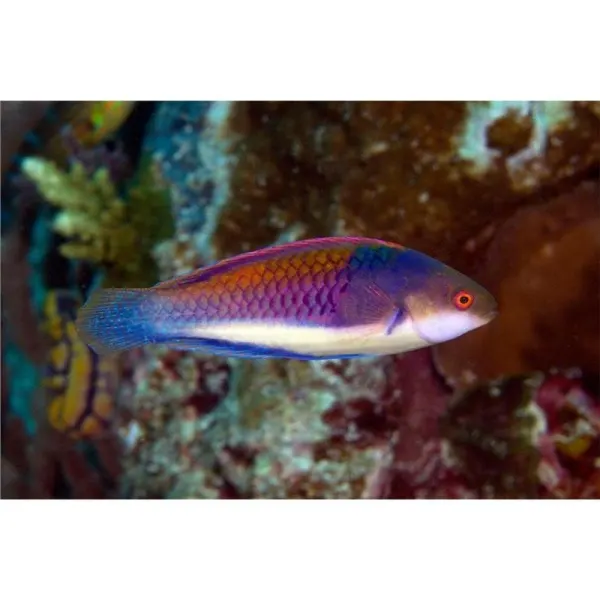 Cirrhilabrus cyanopleura (Bluehead fairy wrasse)