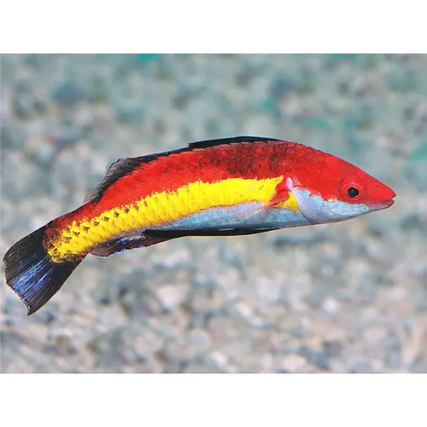 Cirrhilabrus naokoae (Naokos Fairy Wrasse)