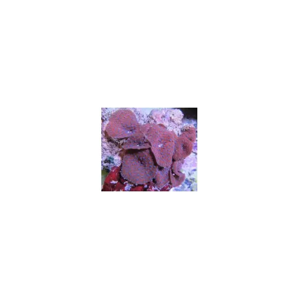 Ciuperca Discosoma blue spotted red mushroom 1 polyp
