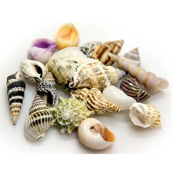 Cochilii Hobby Sea Shells Set M 10buc