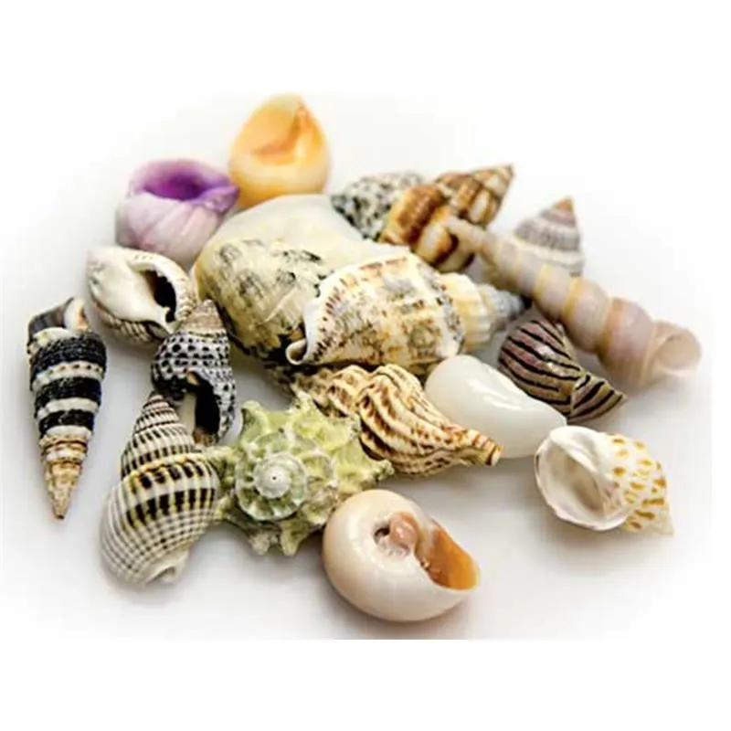 Cochilii Hobby Sea Shells Set S 20buc