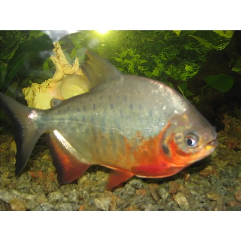 Colossoma brachypomum Pacu