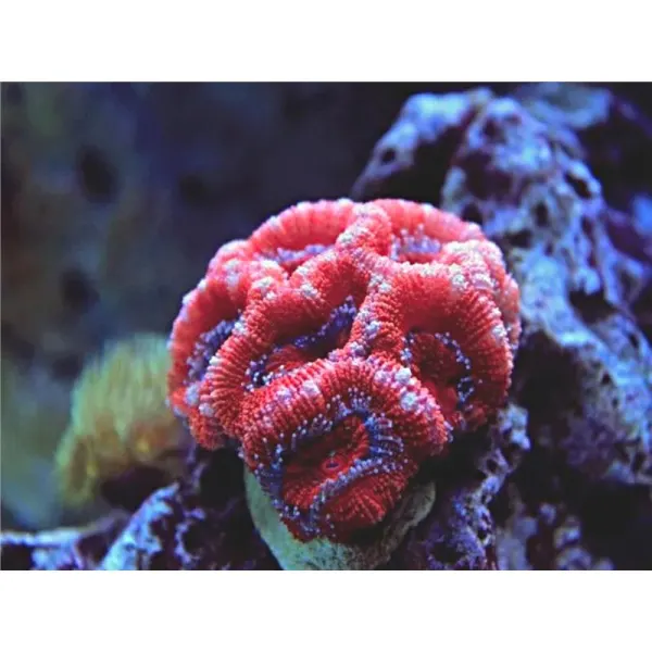 Coral Acanthastrea Lordhowensis red - frag
