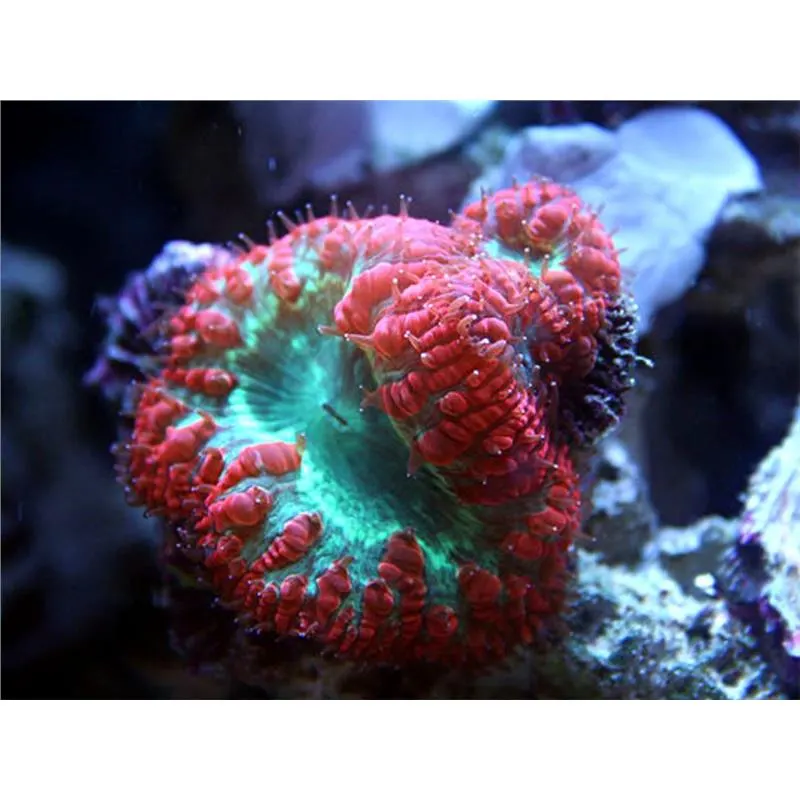Coral Blastomussa Alien Red