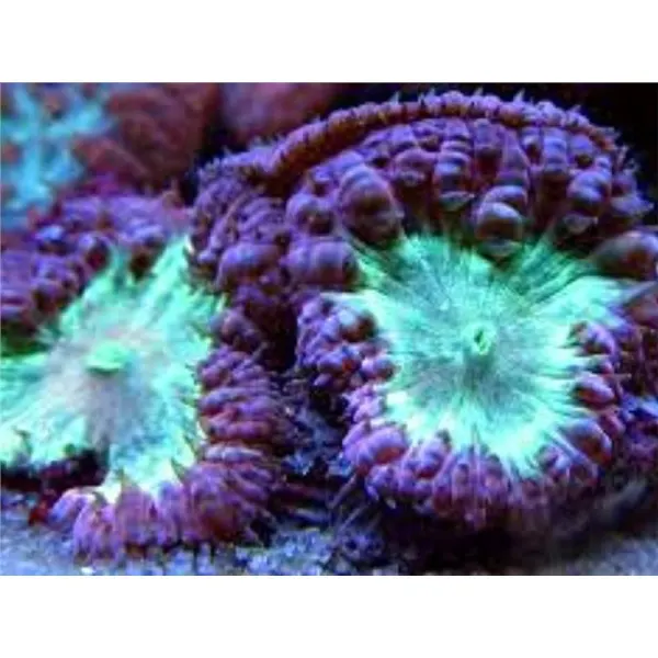 Coral Blastomussa Neon Green