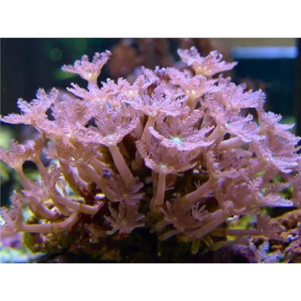 Coral Clavularia sp