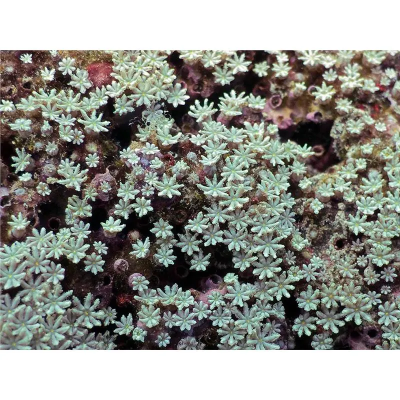 Coral organ pipe Tubipora Musica FRAG