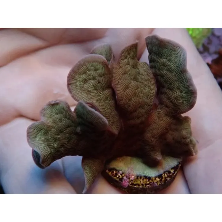 Coral Pavona cactus FRAG