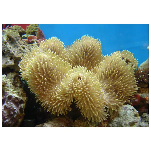 Corali ciuperca Sarcophyton sp.  FRAG
