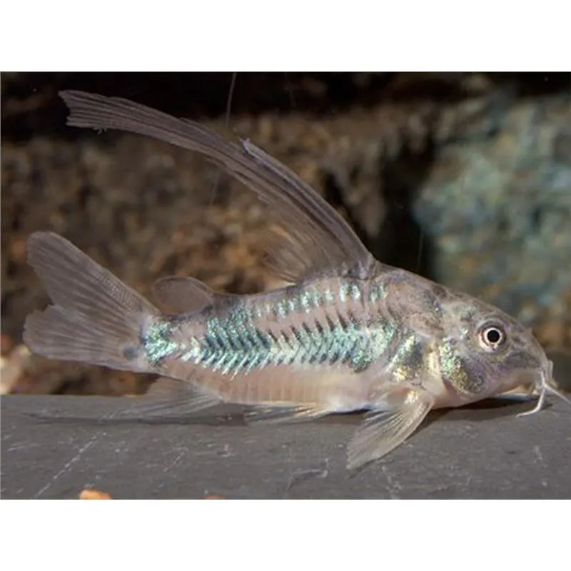 Corydoras aeneus long fin