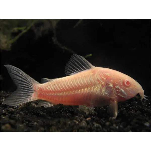 Corydoras aeneus neon albin