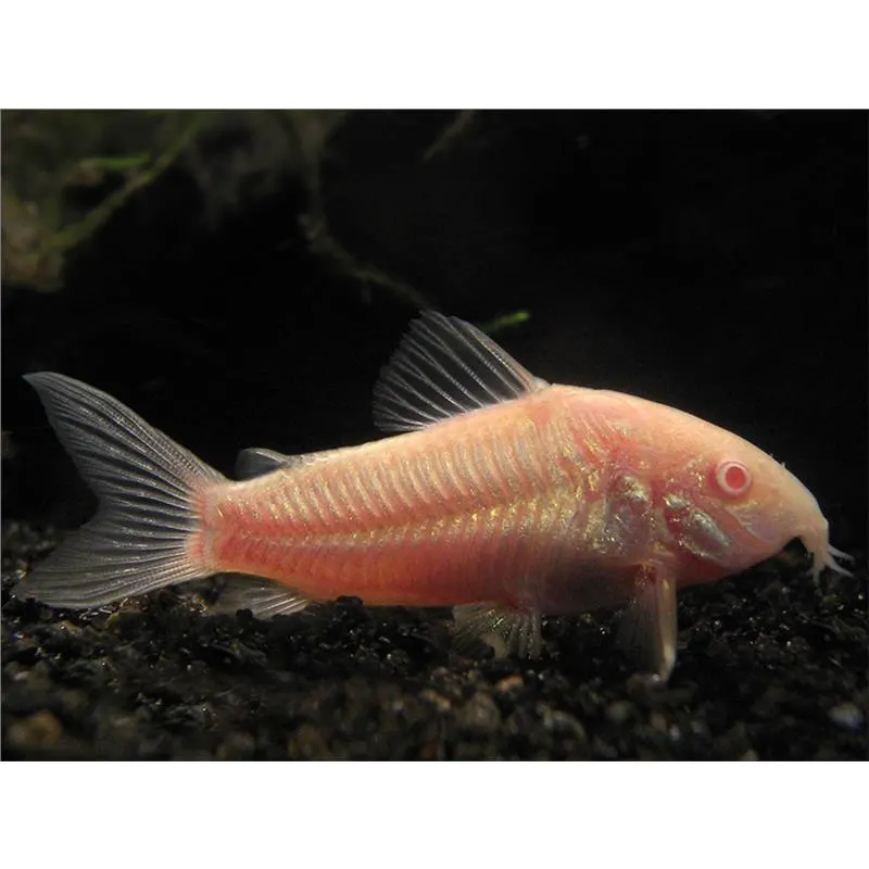 Corydoras aeneus neon albin