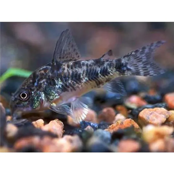 Corydoras Paleatus