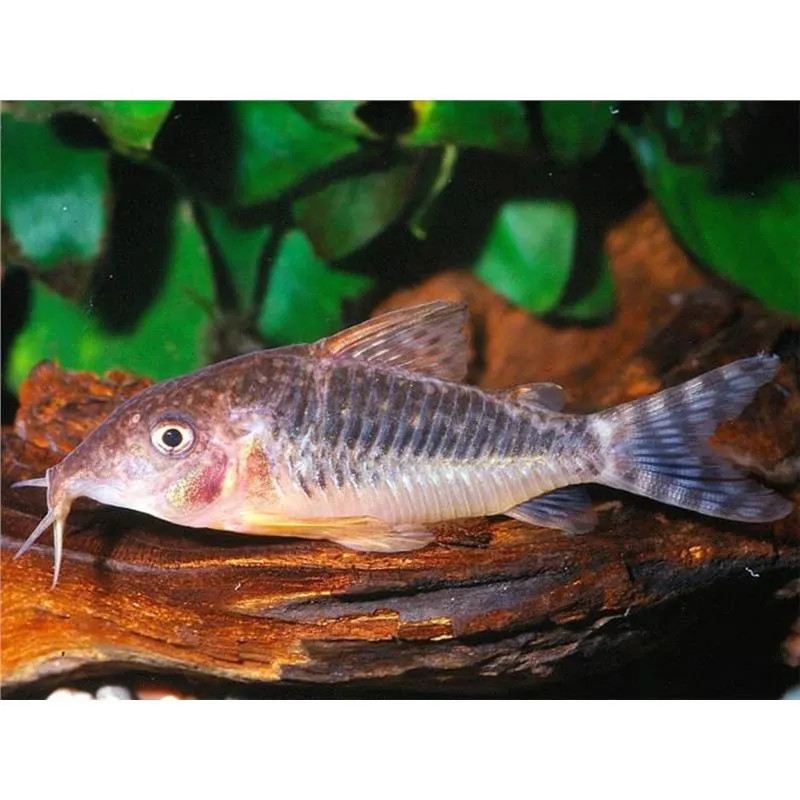Corydoras seussi
