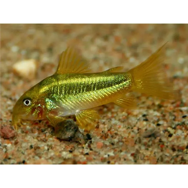 Corydoras sp. green laser CW009