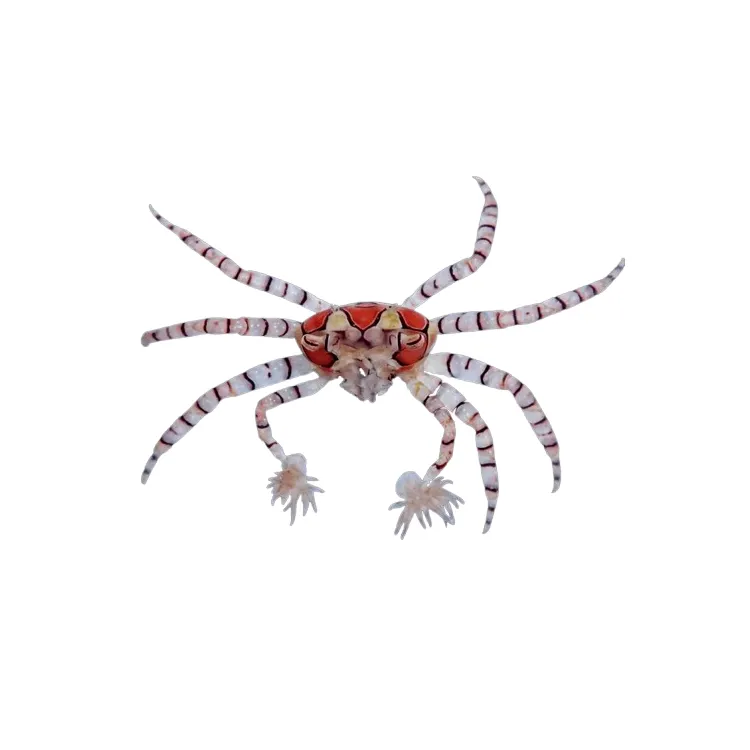 Crab marin Lybia tesselata 'Boxer Crab'