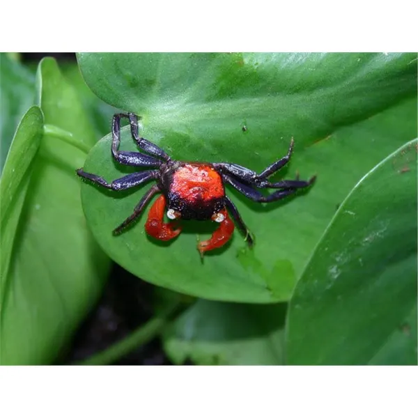 Crab Red Devil