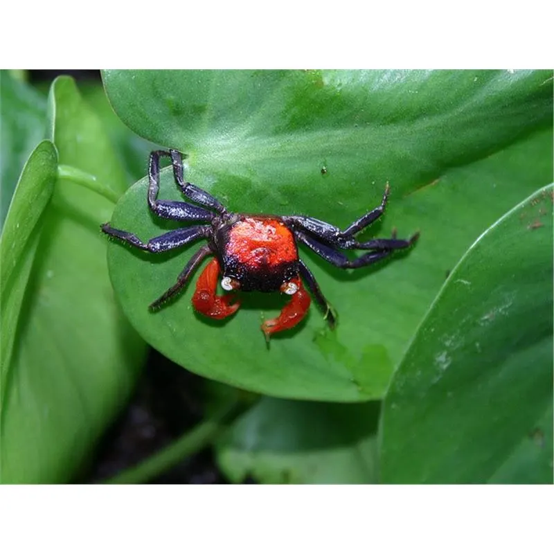 Crab Red Devil