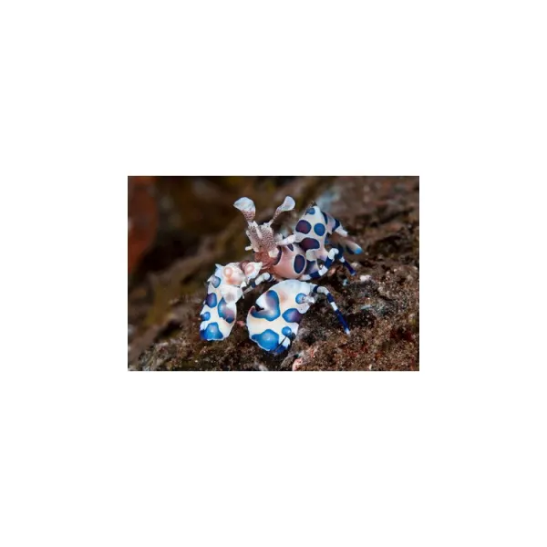 Crevete marin Arlequin Hymenocera elegans