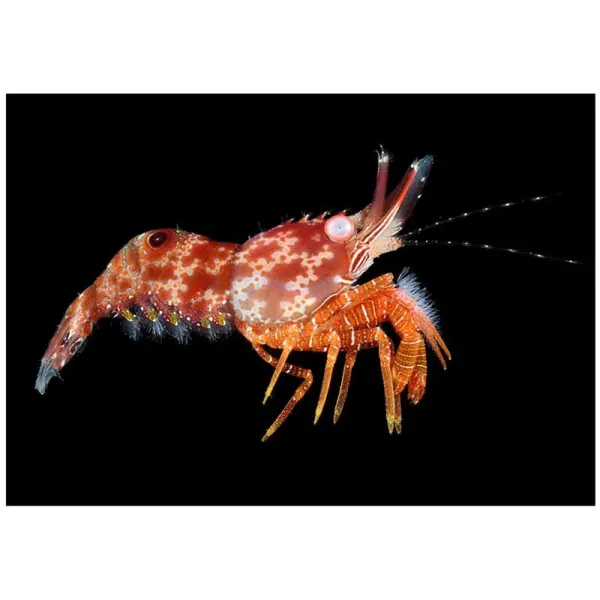 Crevete Saron neglectus marmoratus