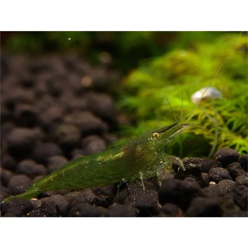 Creveti Caridina Babaulti Green