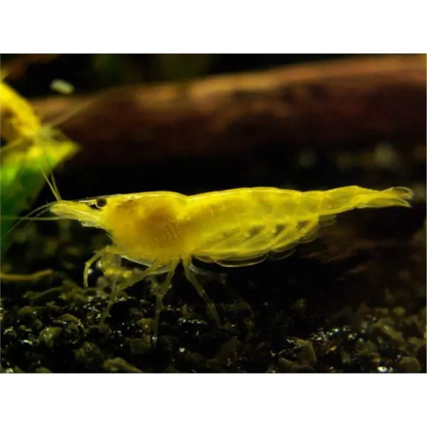 Creveti Neocaridina davidi Yellow