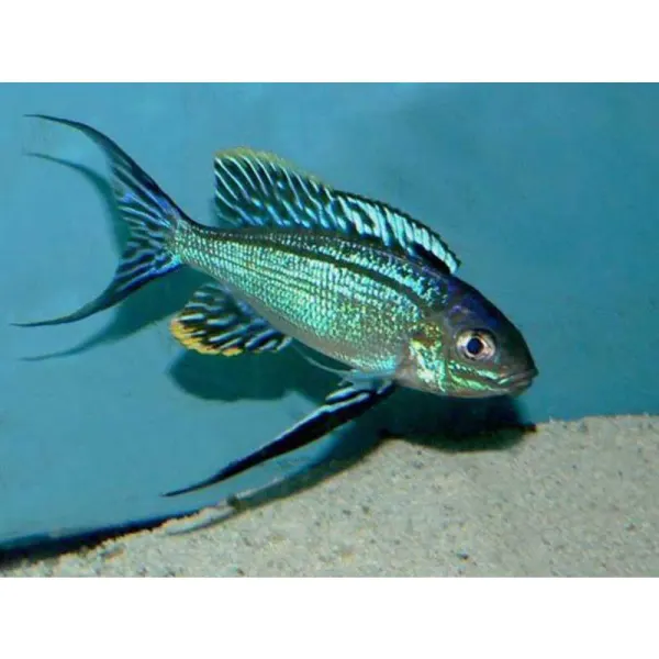 Cyathopharynx furcifer resha
