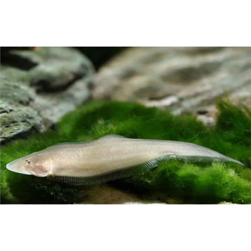 Cynoglossus microlepis
